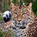 slides/IMG_4992.jpg wildlife, feline, big cat, cat, predator, fur, spot, chinese, leopard, eye, whisker WBCW83 - Chinese Leopard